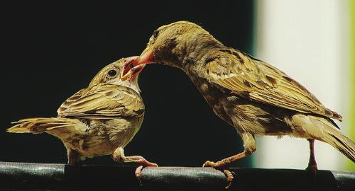 Close-up of bird perching on black background