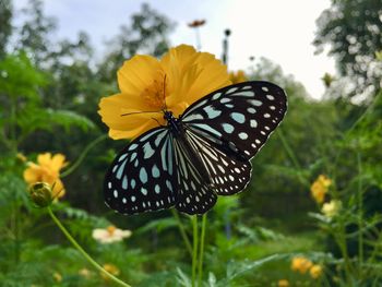 Close-up of butterfly pollinating on yellow flower