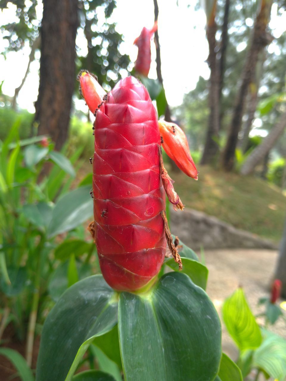 CLOSE-UP OF FRESH RED BERRIES ON TREE