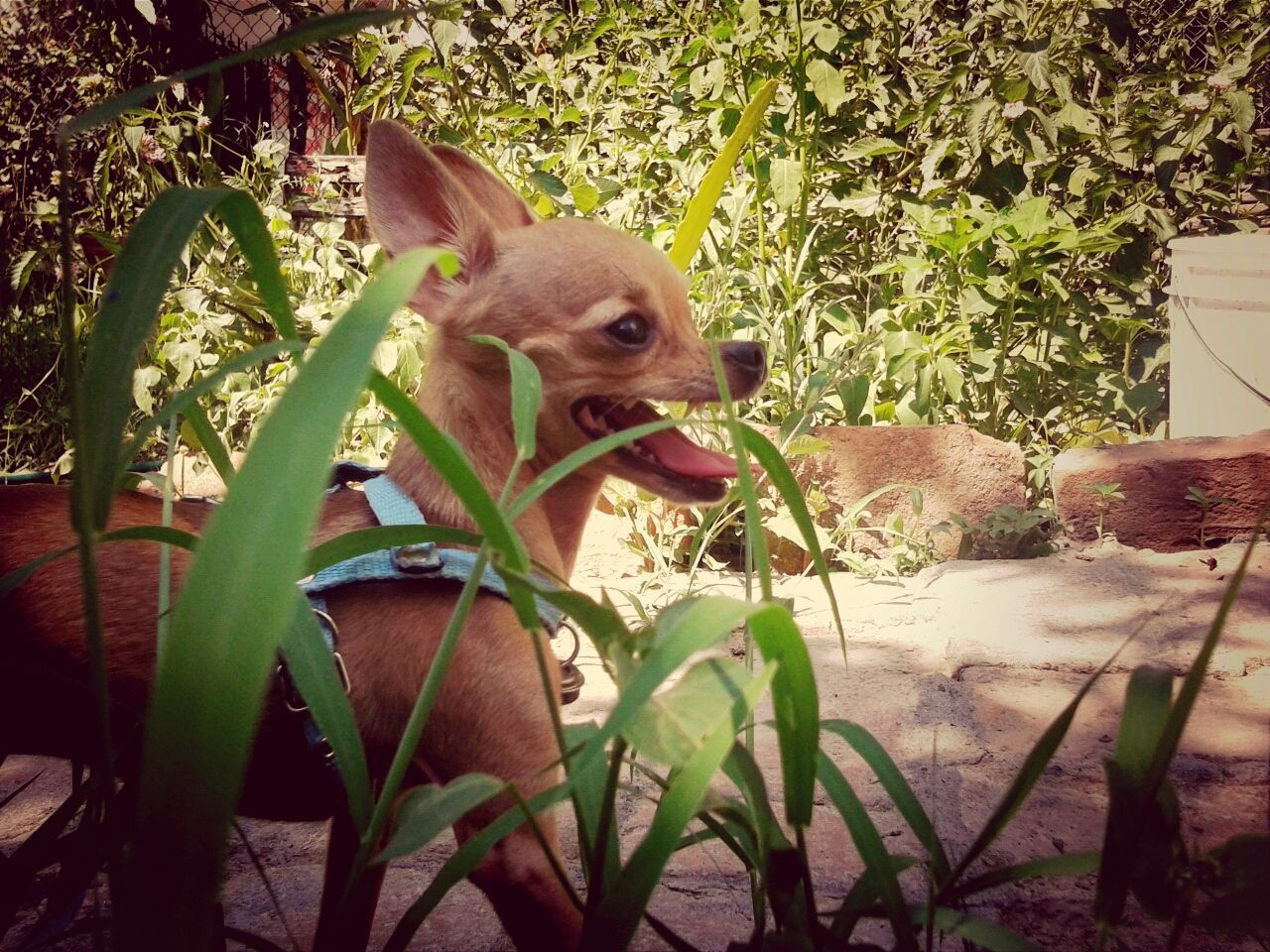 animal themes, one animal, mammal, plant, domestic animals, pets, growth, sitting, potted plant, leaf, front or back yard, relaxation, nature, wildlife, looking away, day, no people, green color, outdoors, full length