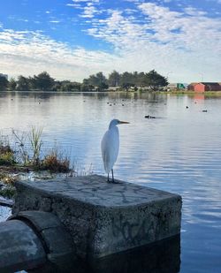 Swan perching on lake against sky