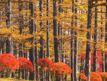 View of autumnal trees in forest