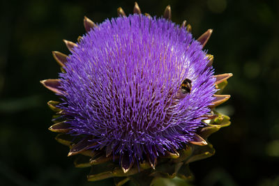 Close-up of purple thistle flower