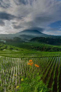 Scenic view of vineyard against sky