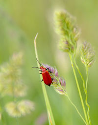 Close-up of butterfly pollinating on flower