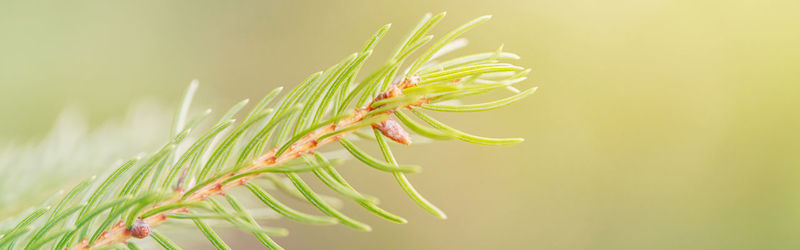 Close-up of pine tree