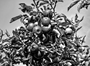 Low angle view of fruits on tree against sky