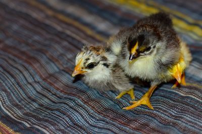 Close-up of baby chicken perching on bed