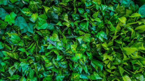 Full frame shot of fresh green plants