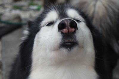 Close-up of siberian husky