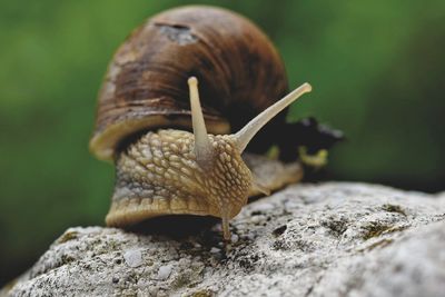 snail