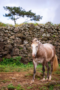 Horses on pasture, in the heard together, happy animals, portugal lusitanos