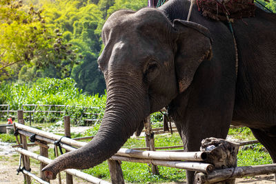 Close-up of elephant in zoo