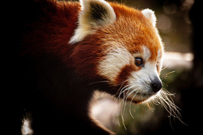 red panda