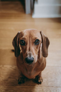 Close-up portrait of dog sitting on floor