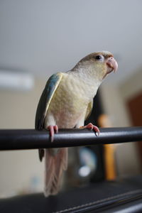 Close-up of bird perching on railing