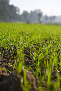 Surface level of corn field