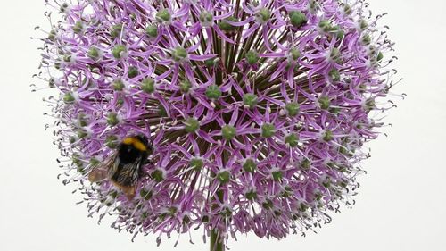 Close-up of bee on purple flower