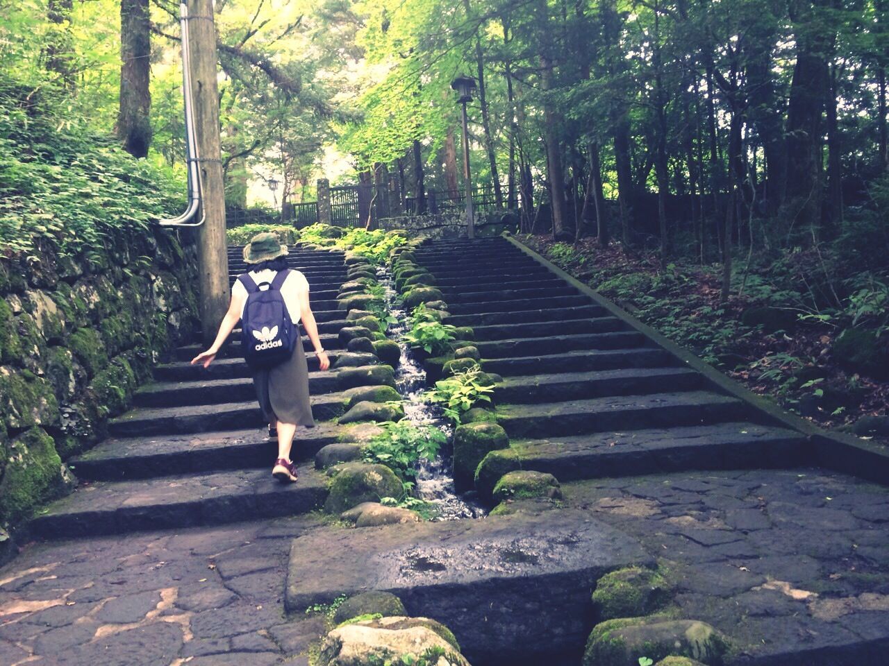 tree, the way forward, growth, plant, footpath, green color, steps, forest, park - man made space, nature, leaf, tranquility, diminishing perspective, walkway, one person, transportation, outdoors, steps and staircases, day, vanishing point