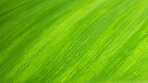 Full frame shot of palm leaf