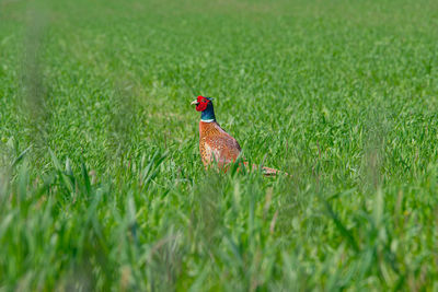 Bird on a field
