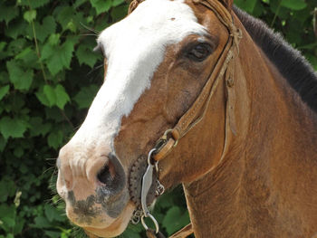 Close-up of horse