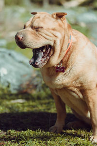 Close-up of dog