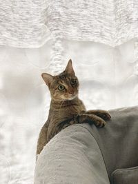 Portrait of cat sitting on floor