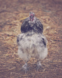 Hen standing on field