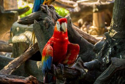 Close-up of bird perching on red outdoors