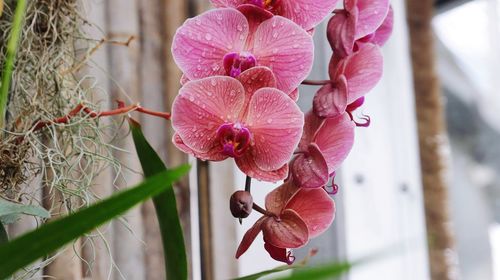 Close-up of pink flowering plant