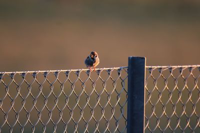 Sparrow bird sitting on fench with a bug in its beak.