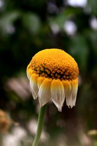 Close-up of yellow flower
