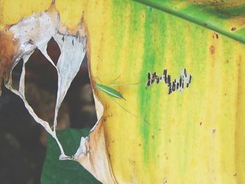 Close-up of insect on plant