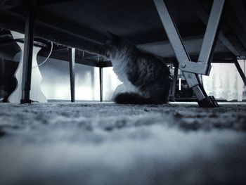 Surface level of cat