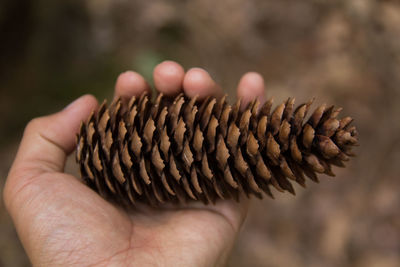 Close-up of person holding pine cone 