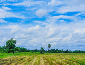 Scenic view of agricultural field against sky