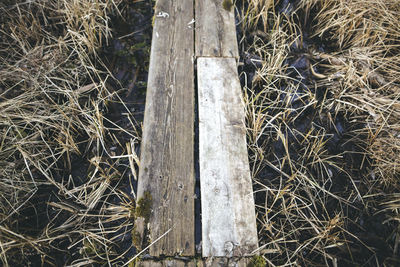 Close-up of grass