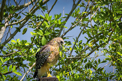 Low angle view of eagle perching on tree