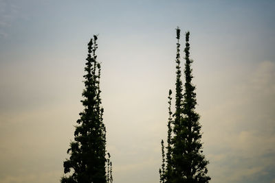 Low angle view of silhouette tree against sky at sunset