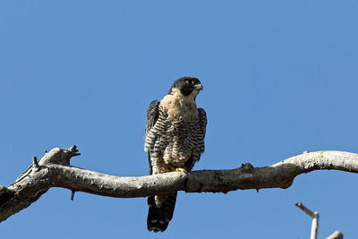 Low angle view of eagle perching on branch against sky