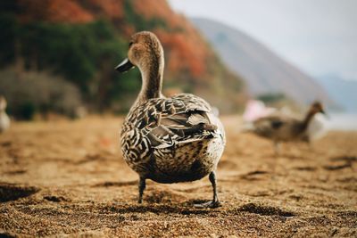 Close-up of bird on field