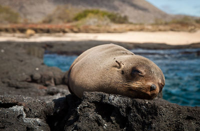 Close-up of sea lion on beach