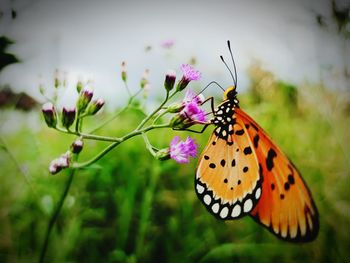 Close-up of butterfly pollinating on flower