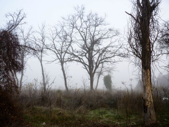 Bare trees on field against sky