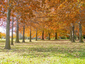 View of autumnal trees in the forest