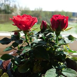 Close-up of red flowers