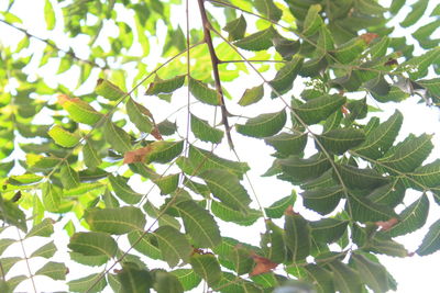 Low angle view of leaves on tree