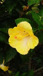 Close-up of yellow flower