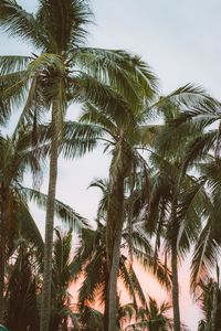 Low angle view of palm trees against clear sky